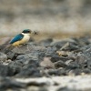 Lednacek posvatny - Todiramphus sanctus - Sacred kingfisher - kotare 6795